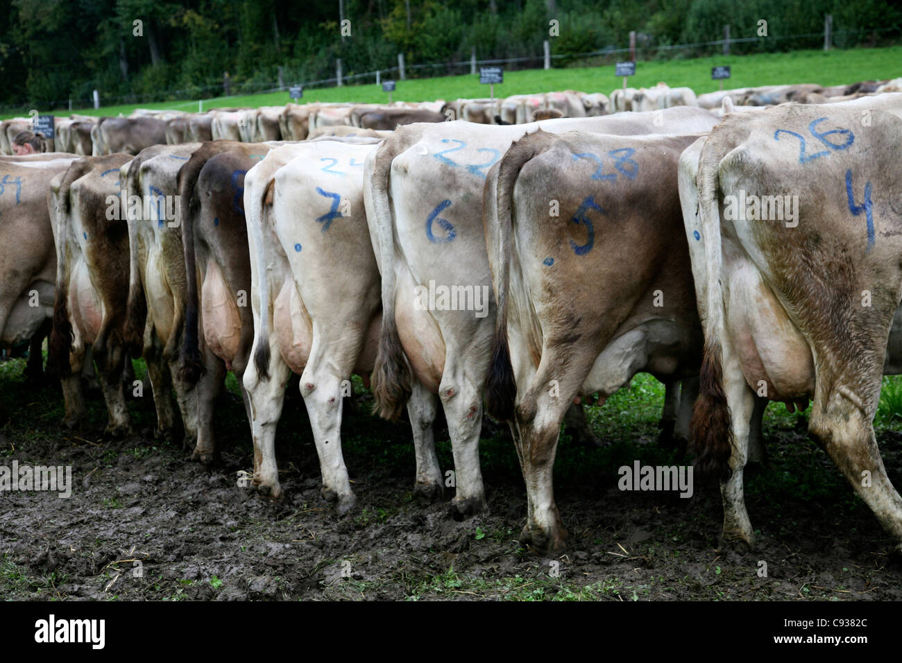 Une série de vaches Banque D'Images