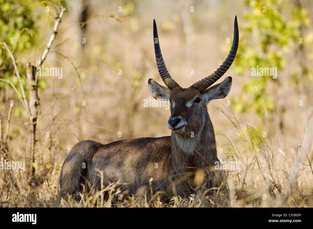 Au Malawi, la Réserve de faune majete. Cobe mâle dans le brachystegia. Banque D'Images