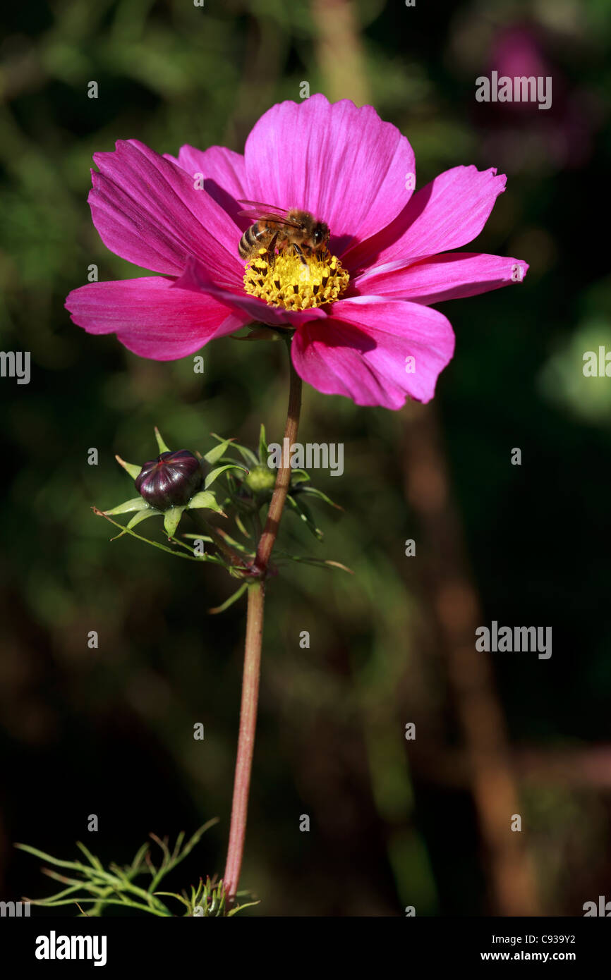 Cosmos rose flower & Bee Banque D'Images
