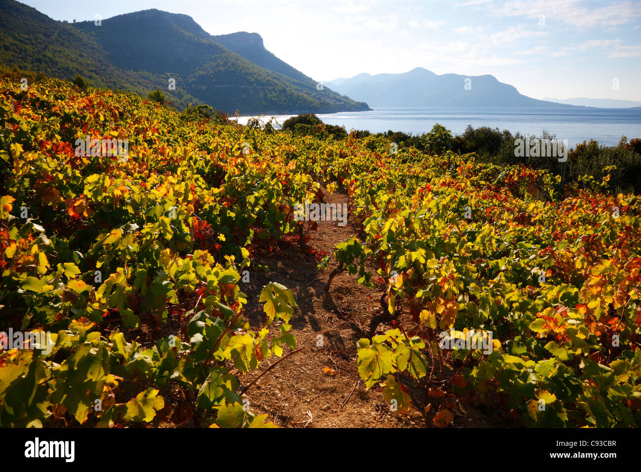 Vignoble et collines sur île de Brac en Croatie Banque D'Images