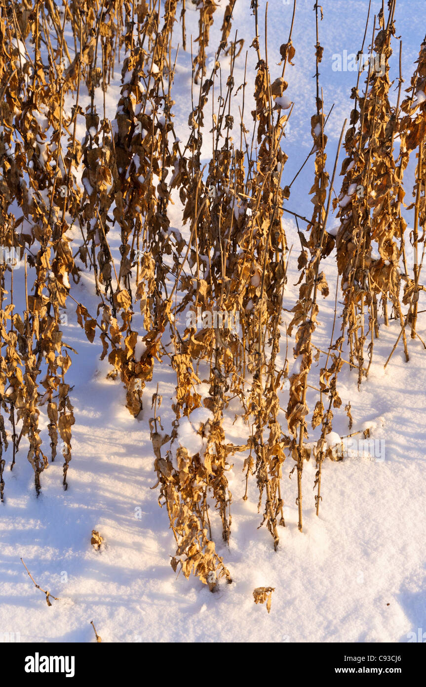 Croix de Malte (lychnis chalcedonica silene chalcedonica) syn. Banque D'Images