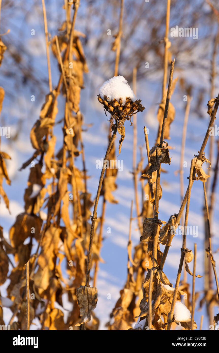 Croix de Malte (lychnis chalcedonica silene chalcedonica) syn. Banque D'Images