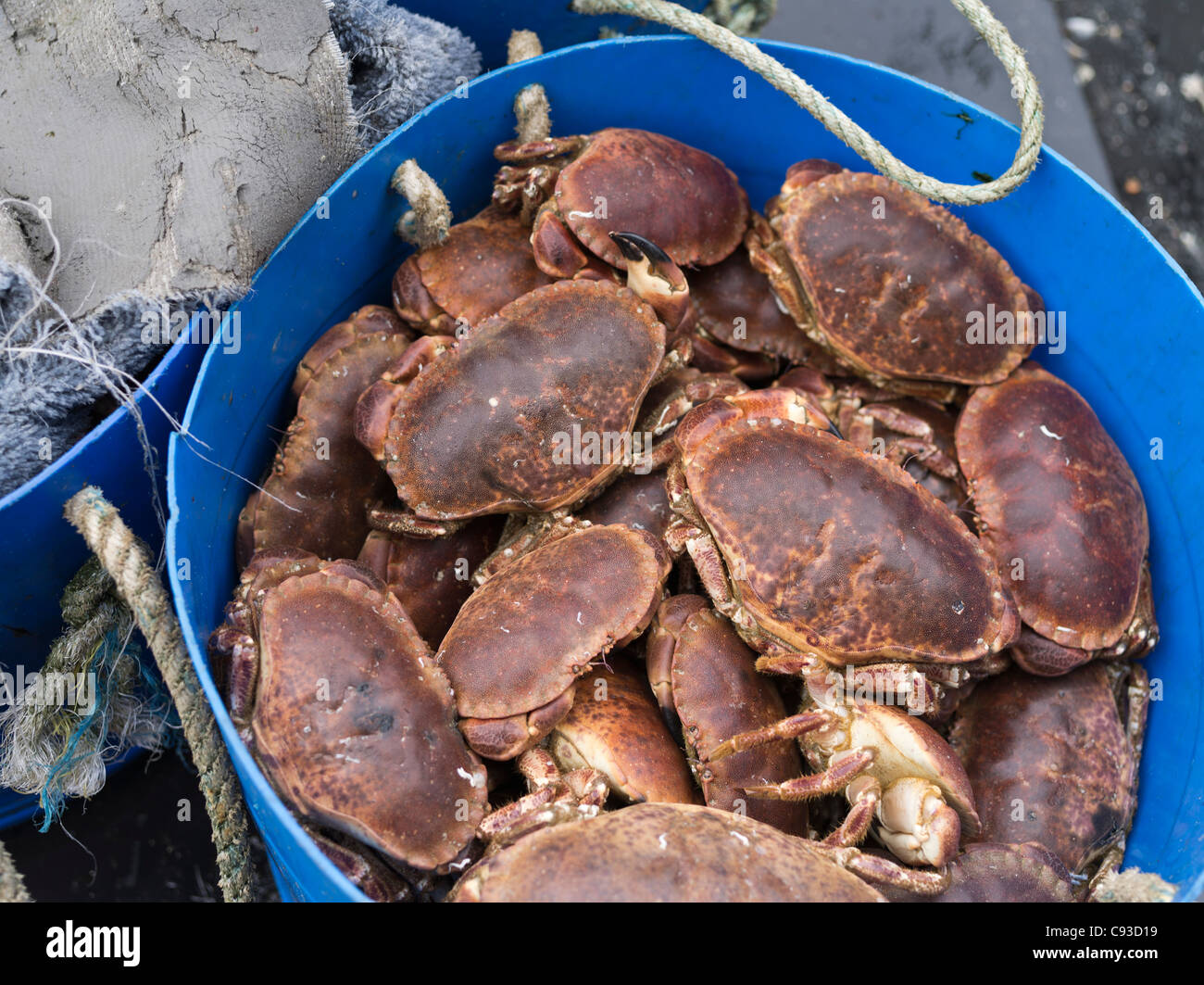 dh CRAB UK boîte de crabes comestibles European Crab cancer pagurus crabes bruns Banque D'Images