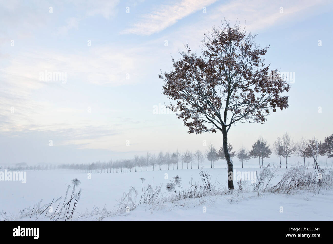 Paysage d'hiver au crépuscule Banque D'Images