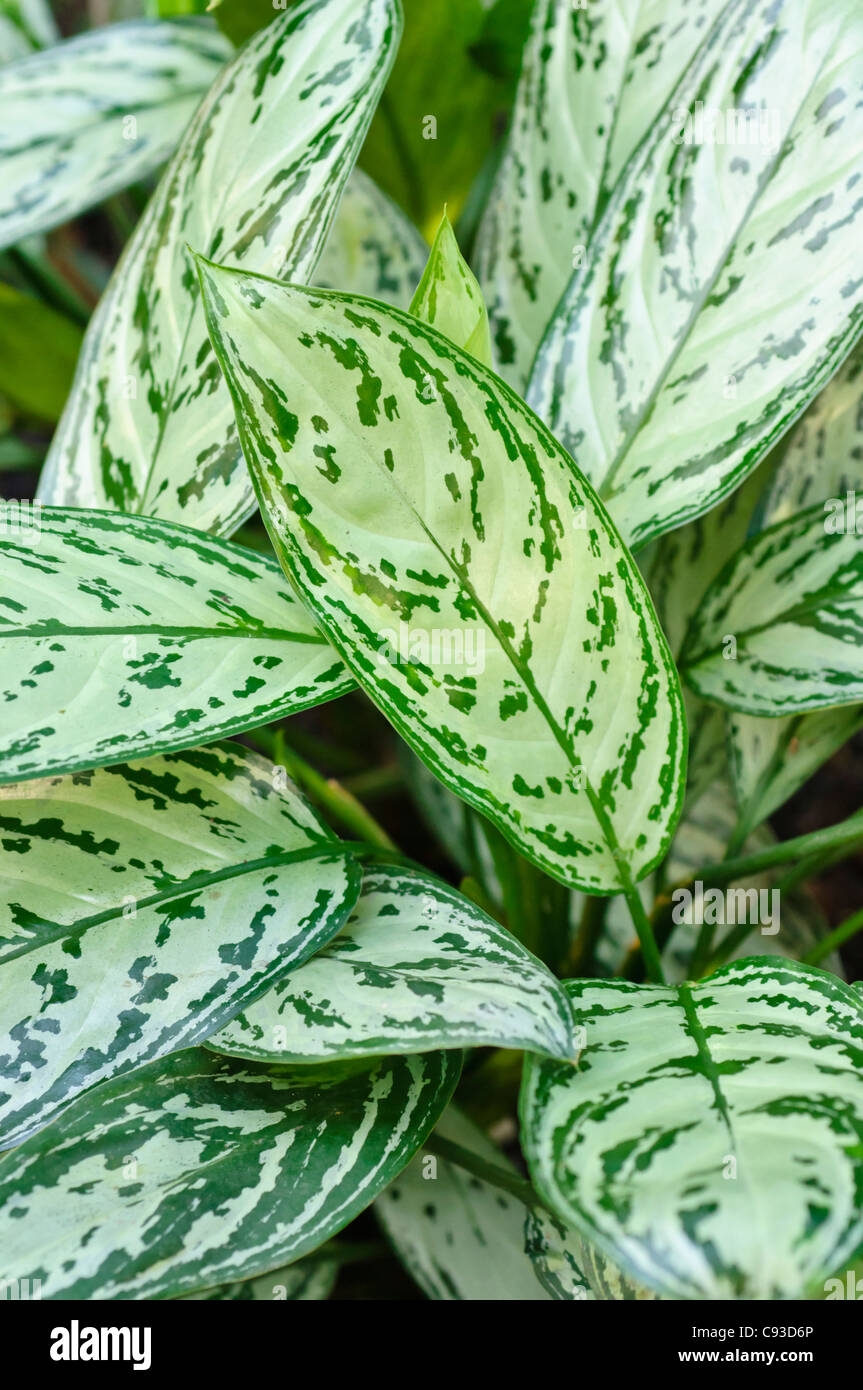 Evergreen aglaonema nitidum chinois ('Silver king') Banque D'Images