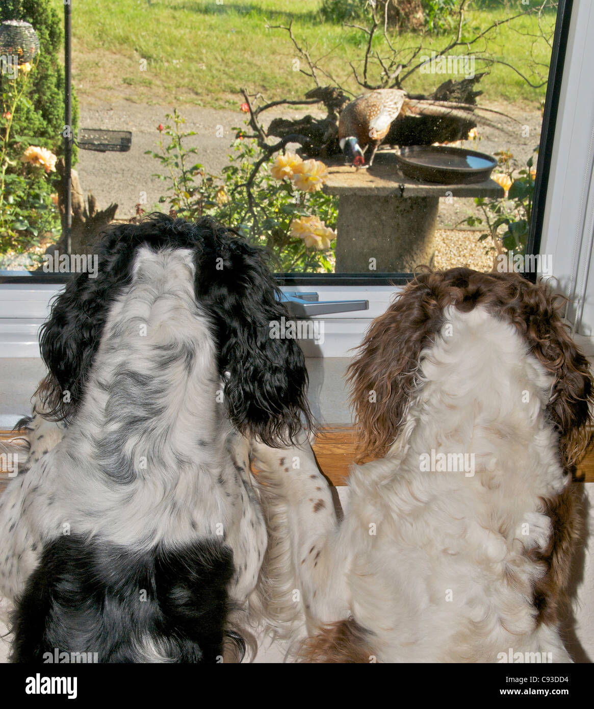 Les ornithologues - Springer Spaniels oeil le tableau d'oiseaux Banque D'Images