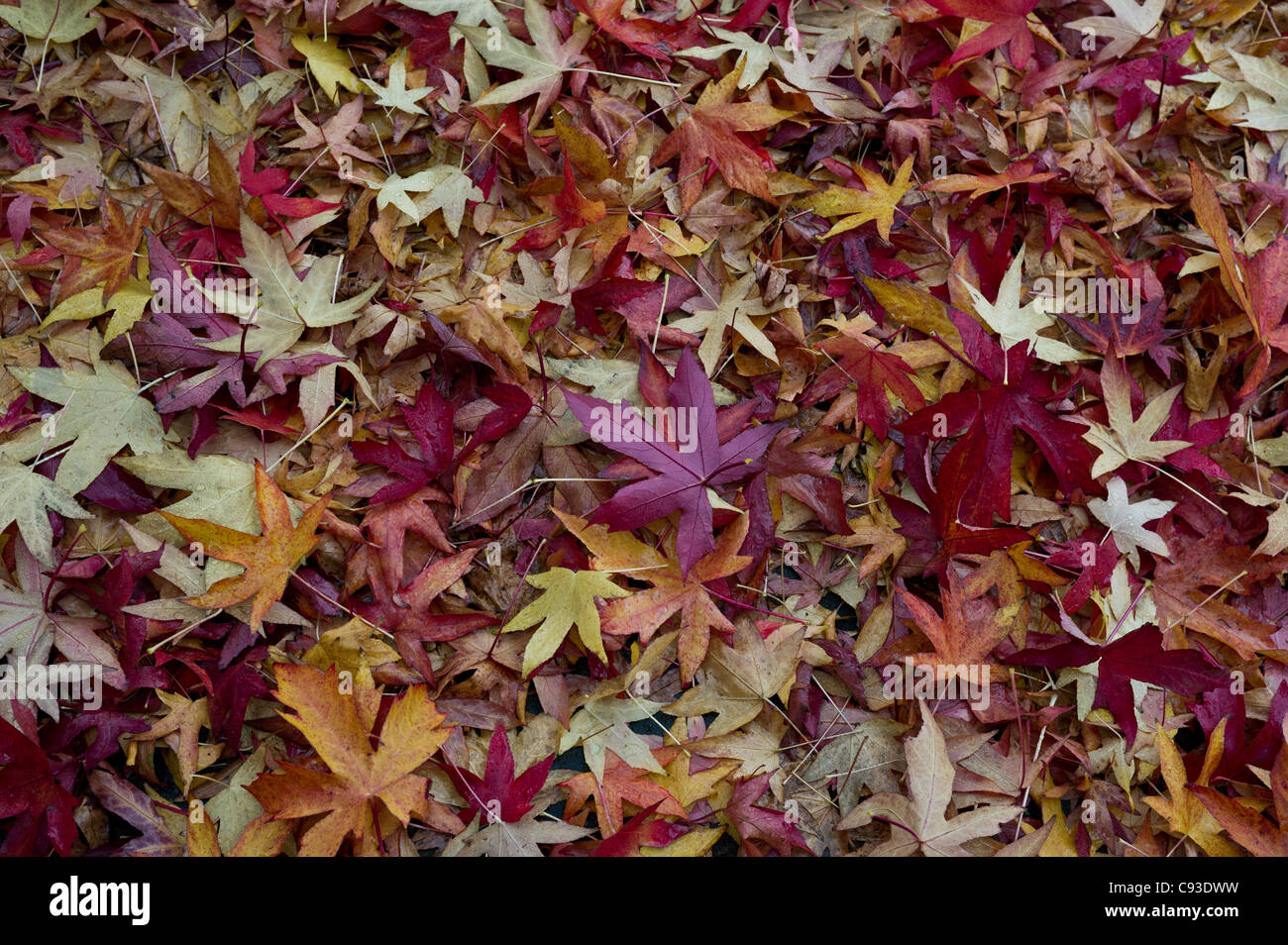 Acer feuilles en automne Banque D'Images