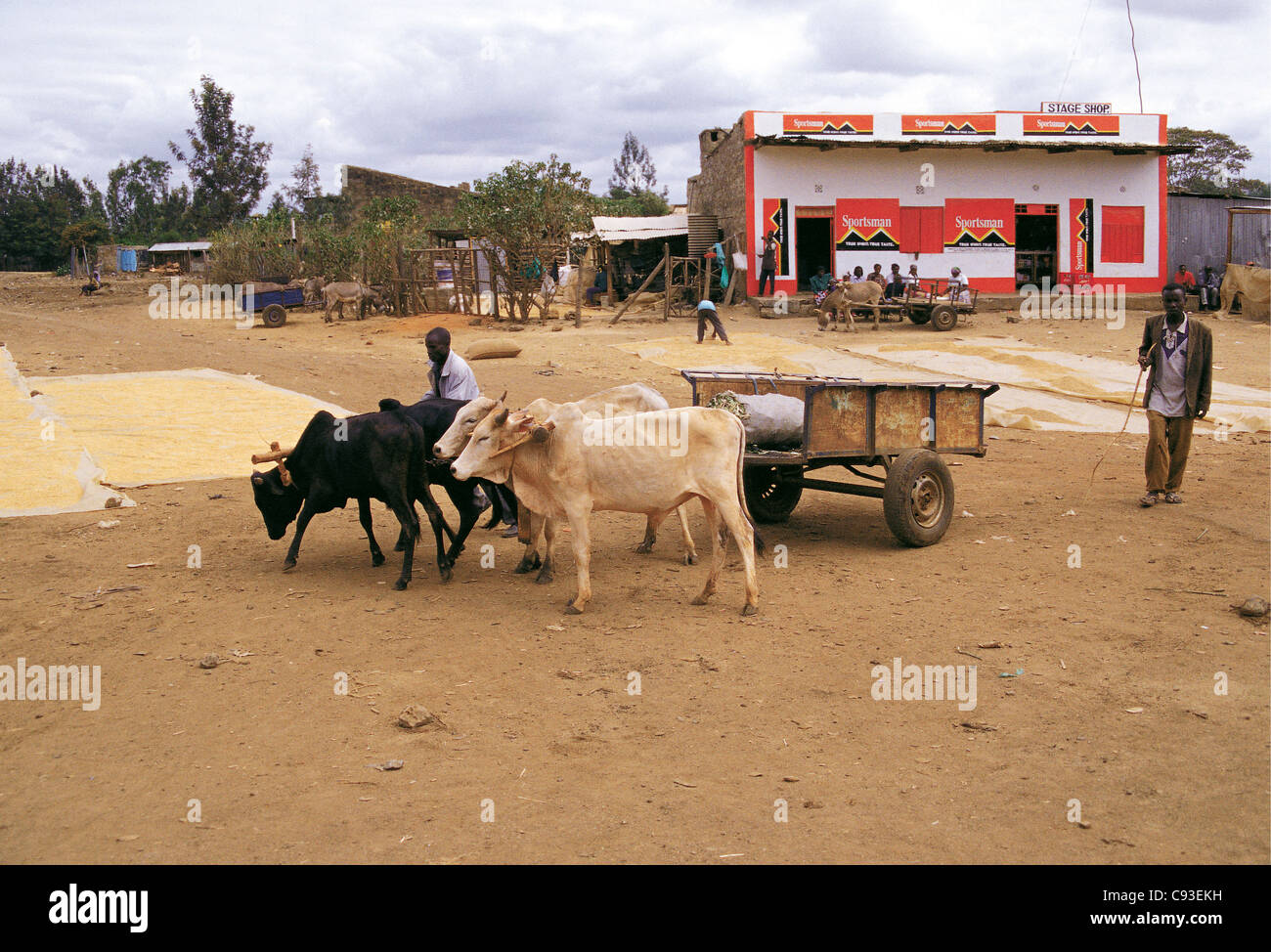 Boeufs Panier à Mwea Kenya District avec du riz est étendue à sécher et duka boutique vendant des cigarettes Sportsman Banque D'Images
