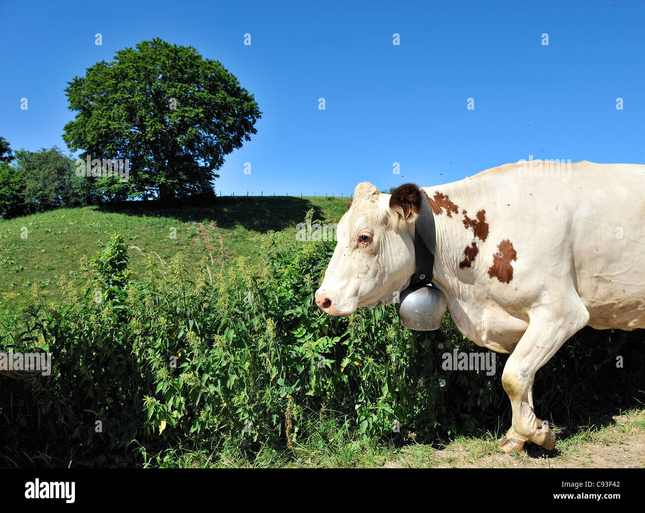 Vache Montbéliarde, Jura, France. Banque D'Images