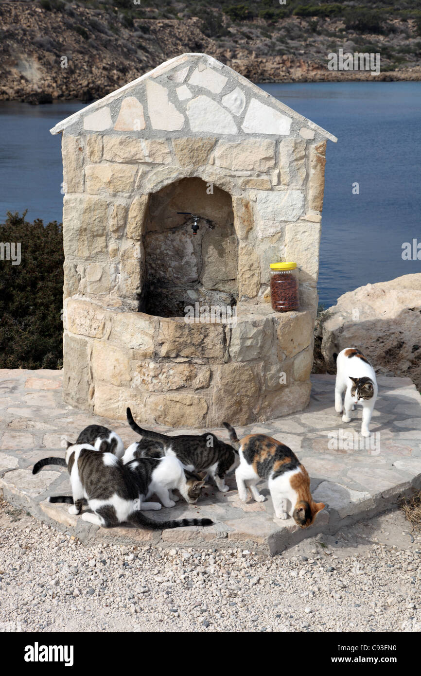 Les chats sauvages d'alimentation à Chypre Banque D'Images