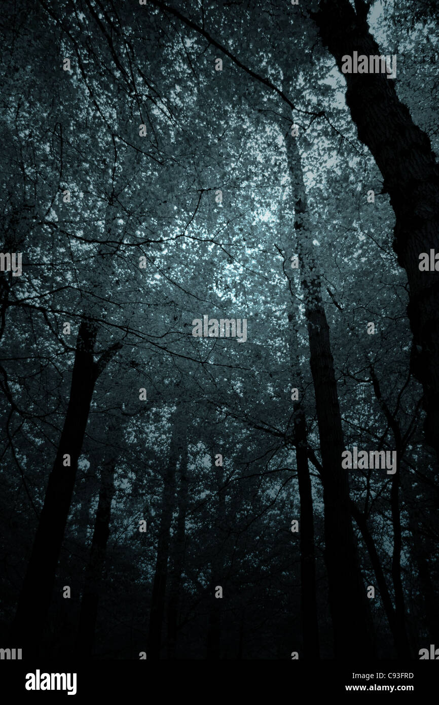 Creepy forêt sombre ou woodland silhouetté contre un ciel foudre Banque D'Images