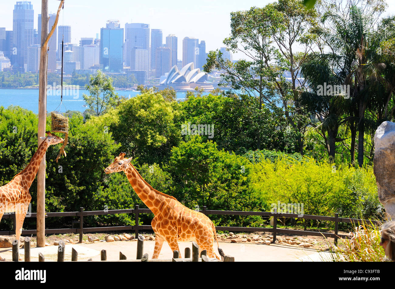 La girafe dans leur enclos au Zoo de Taronga sur les rives du port de Sydney dans le faubourg de Mosman avec Sydney CBD derrière. Banque D'Images