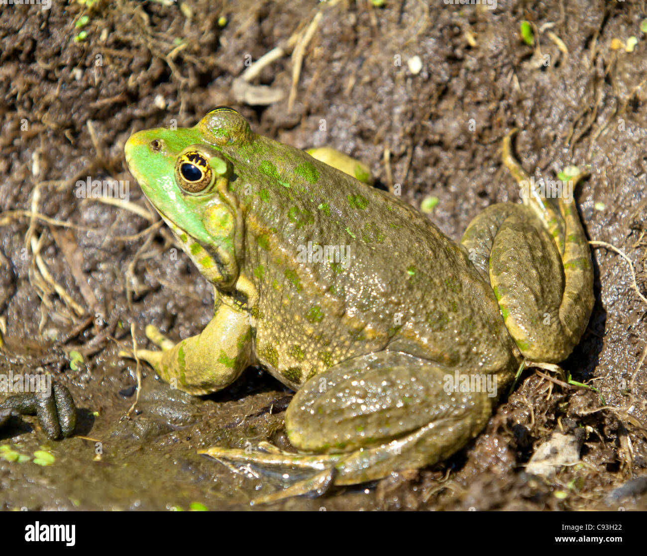 Crapaud assis sur la boue Banque D'Images