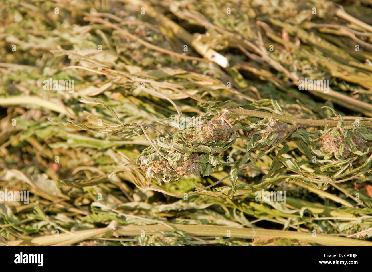 Close up image d'un grand ensemble de la marijuana confisquée par les forces de l'ordre Banque D'Images