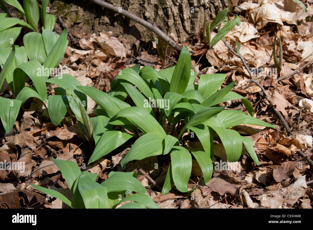 Oignon POIREAU Allium tricoccum sauvages Printemps La Forêt de feuillus E USA Banque D'Images