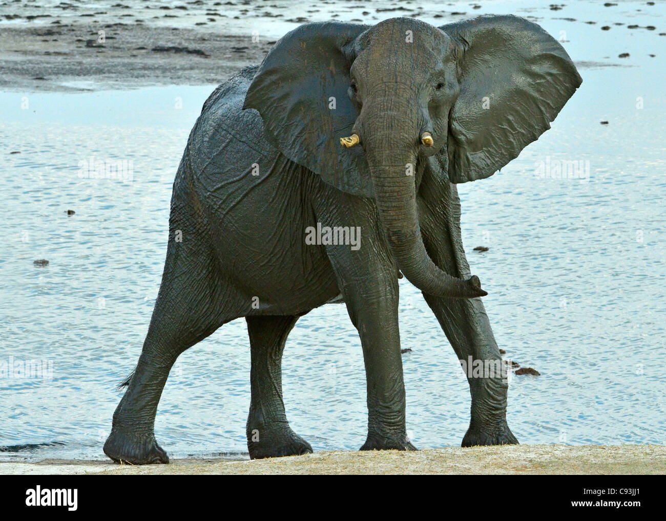 Le Zimbabwe est un petit pays doté d'une incroyable variété de paysages et d'animaux. Banque D'Images