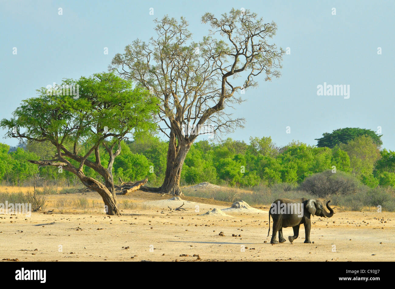 Le Zimbabwe est un petit pays doté d'une incroyable variété de paysages et d'animaux. Banque D'Images