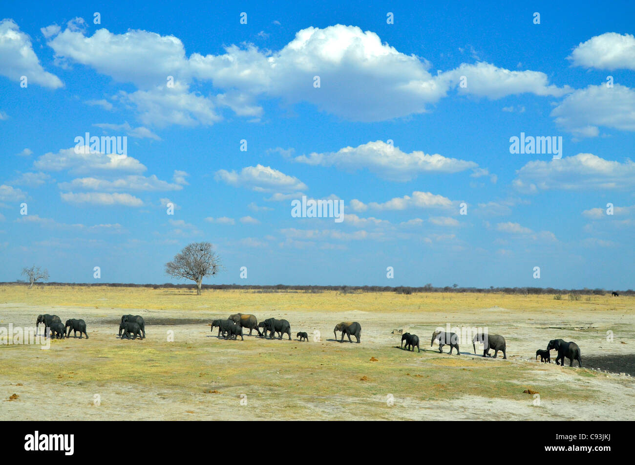 Le Zimbabwe est un petit pays doté d'une incroyable variété de paysages et d'animaux. Banque D'Images