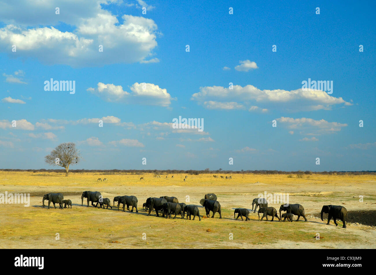 Le Zimbabwe est un petit pays doté d'une incroyable variété de paysages et d'animaux. Banque D'Images