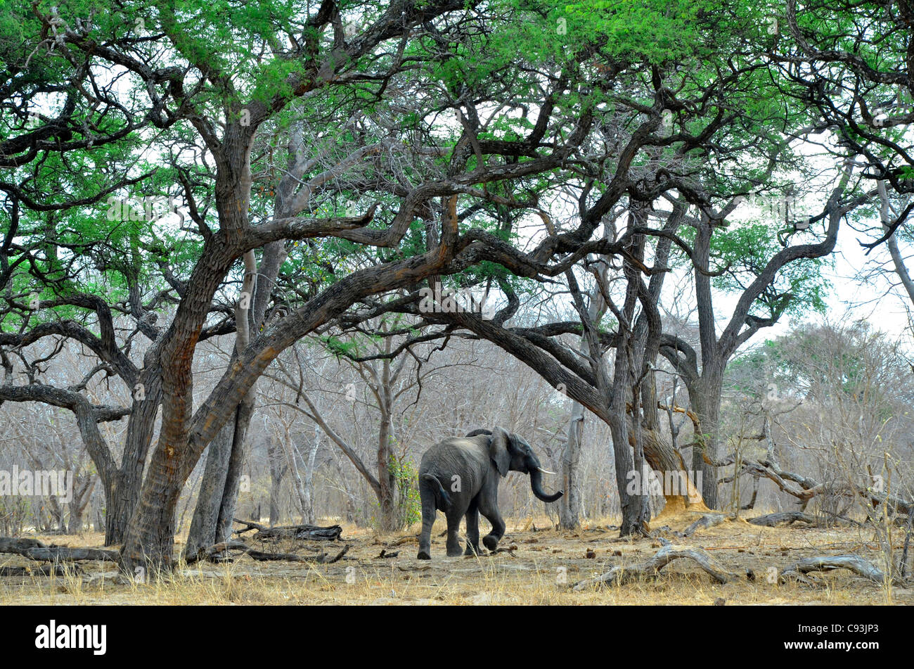 Le Zimbabwe est un petit pays doté d'une incroyable variété de paysages et d'animaux. Banque D'Images