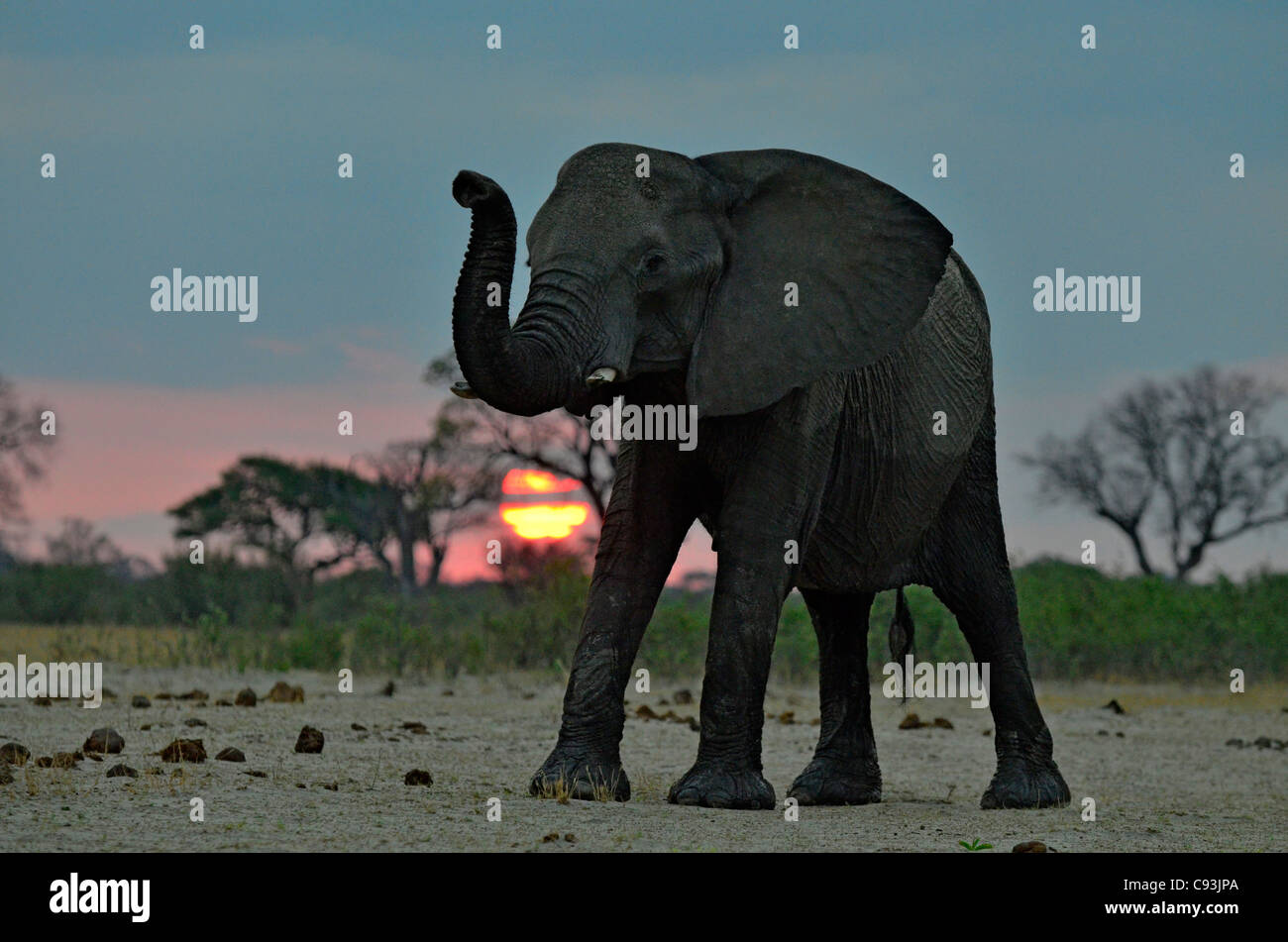 Le Zimbabwe est un petit pays doté d'une incroyable variété de paysages et d'animaux. Banque D'Images