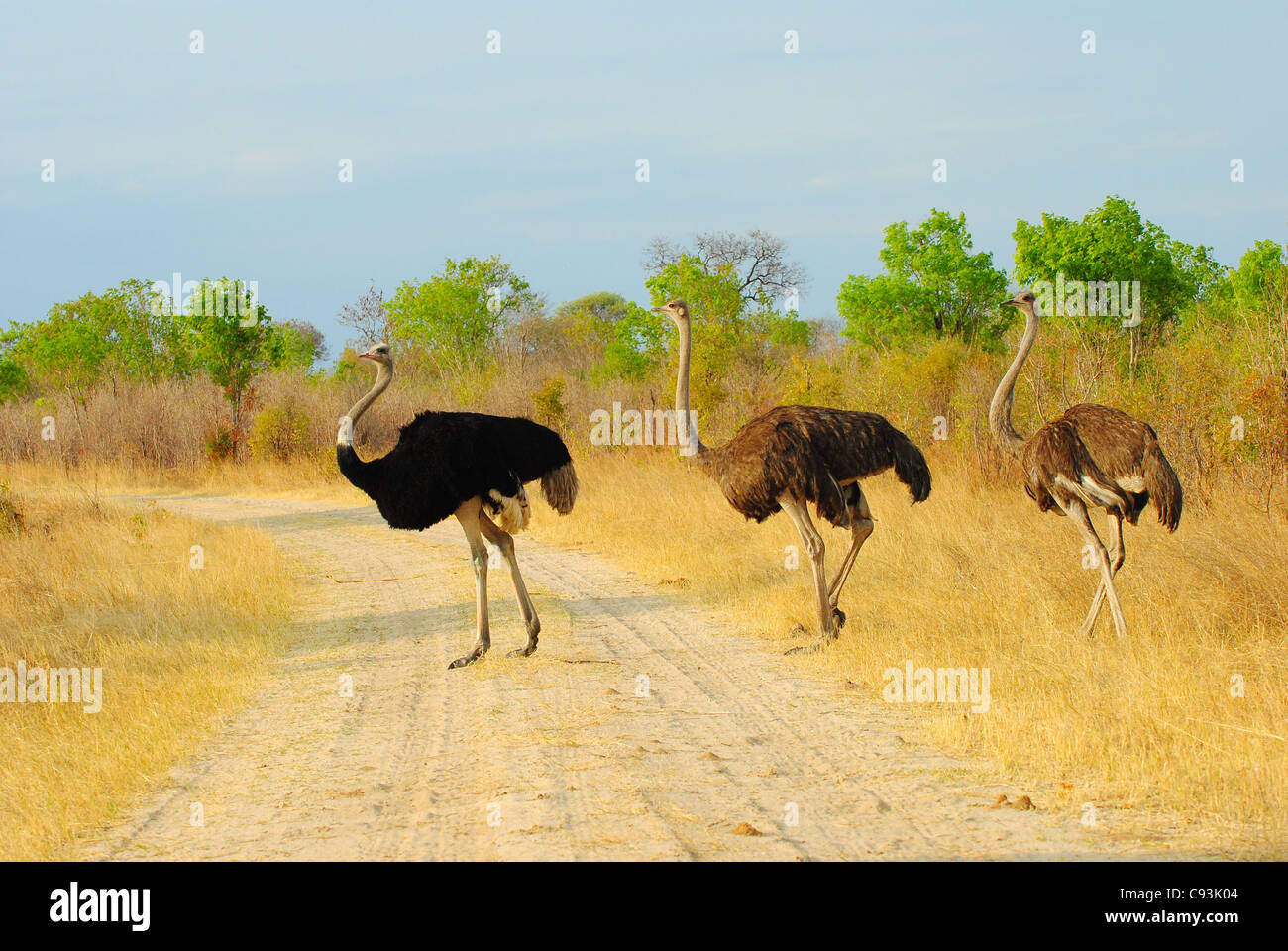 Le Zimbabwe est un petit pays doté d'une incroyable variété de paysages et d'animaux. Banque D'Images