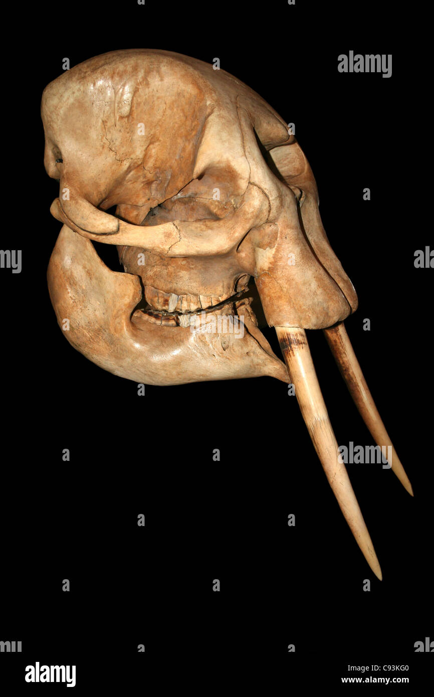 Crâne de l’éléphant Banque D'Images