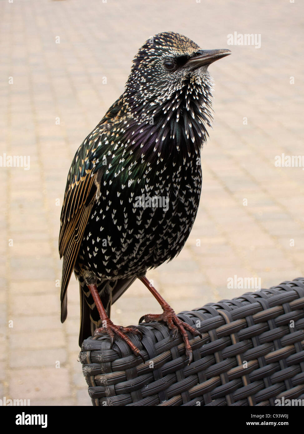 Starling perché sur une chaise. (Sturnus vulgaris), Dorset, England, UK. Banque D'Images