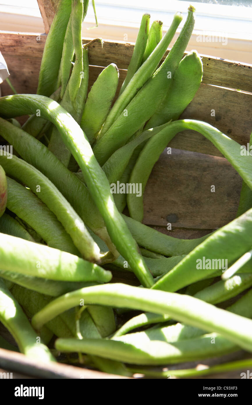 Close up panier de haricots Banque D'Images