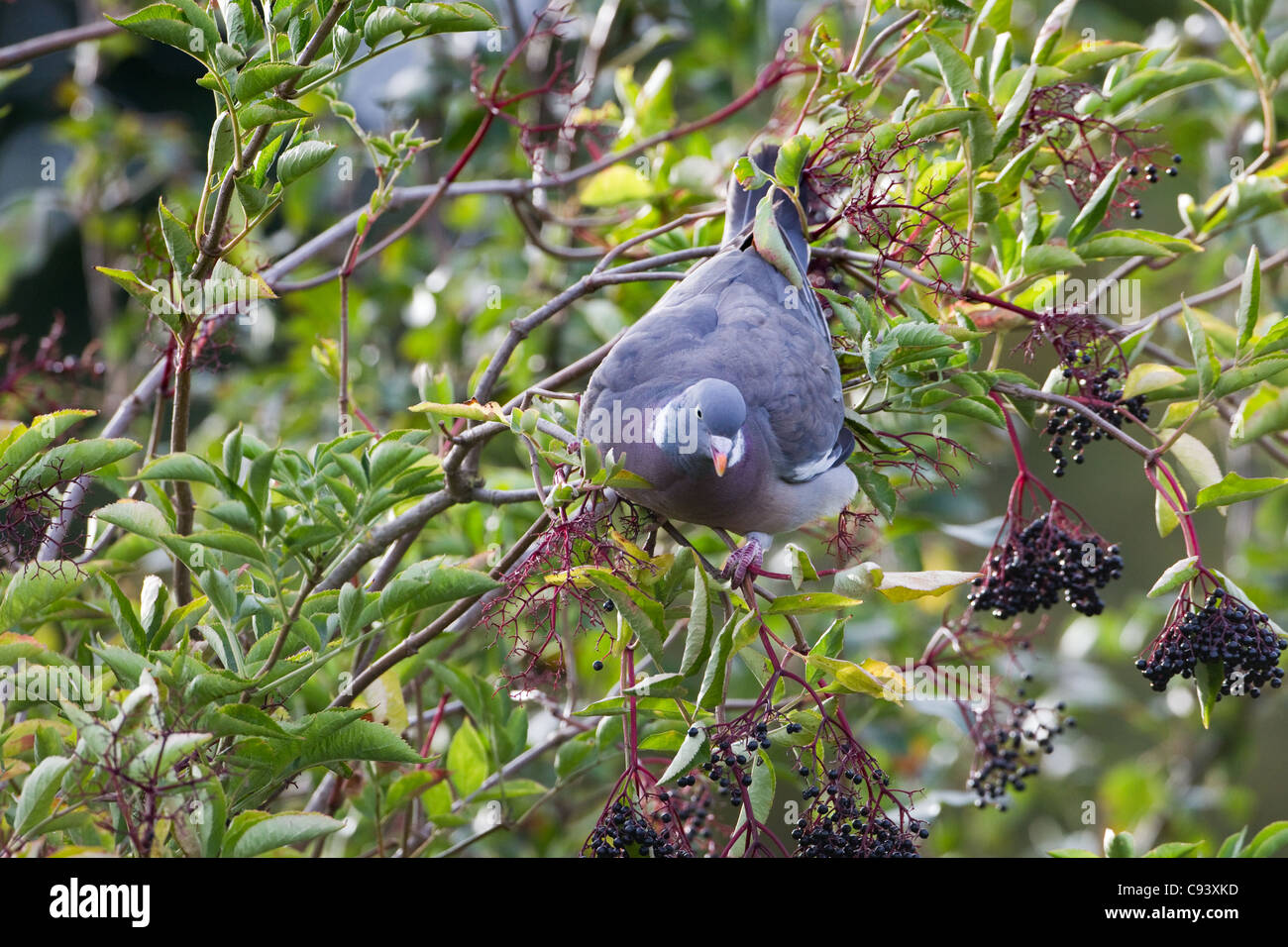 Pigeon ramier Columba palumbus se nourrissant de baies d'un aîné Banque D'Images