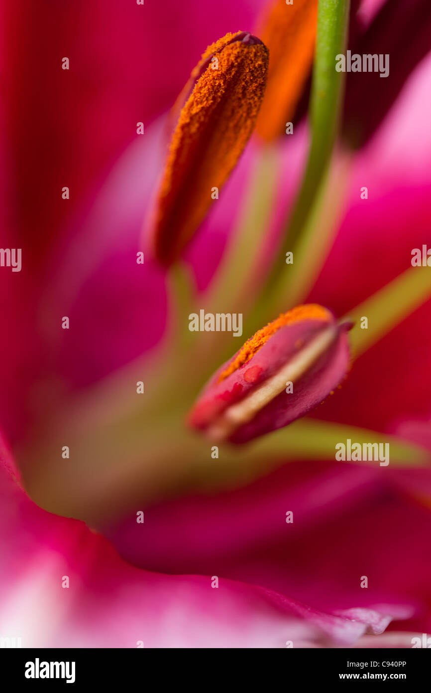 Lys Oriental (Lilium orientalis) Lily rose avec deux couverts de pollen étamine en macro close up Banque D'Images