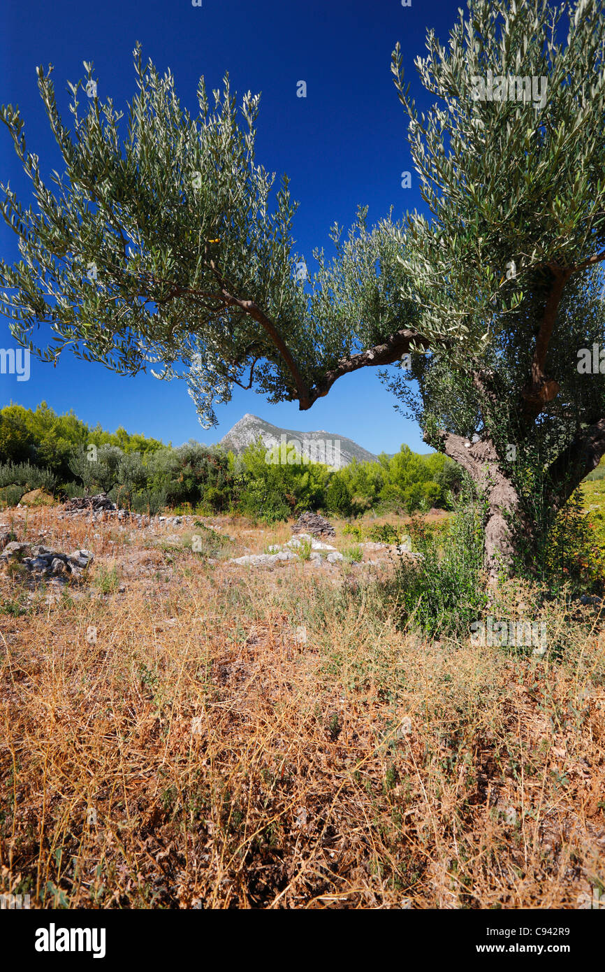 Olivier sur presqu'île de Peljesac Banque D'Images