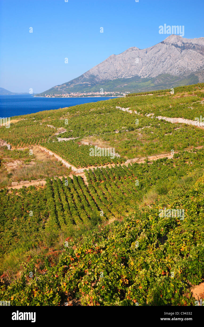 Vignobles de Peljesac, Croatie Banque D'Images