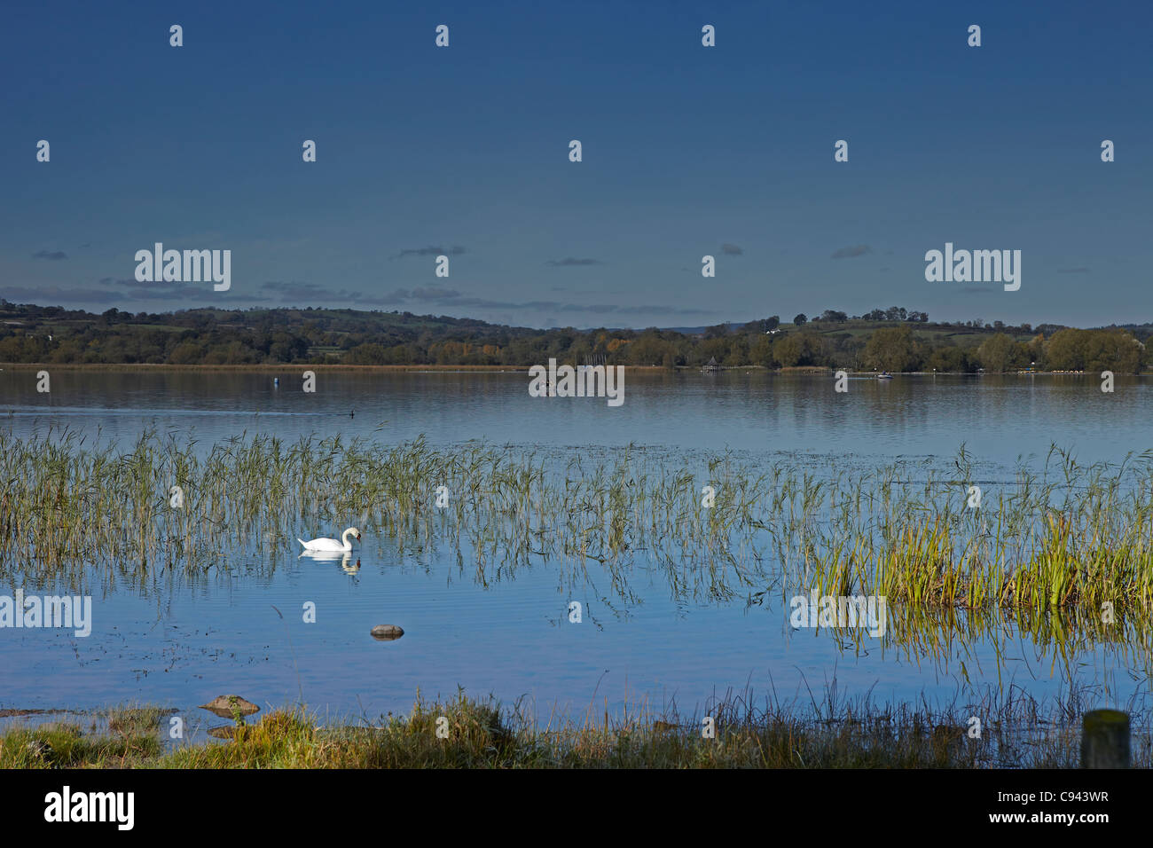 Cygne sur le lac Llangorse solitaire, parc national de Brecon Beacons, Pays de Galles, Royaume-Uni Banque D'Images