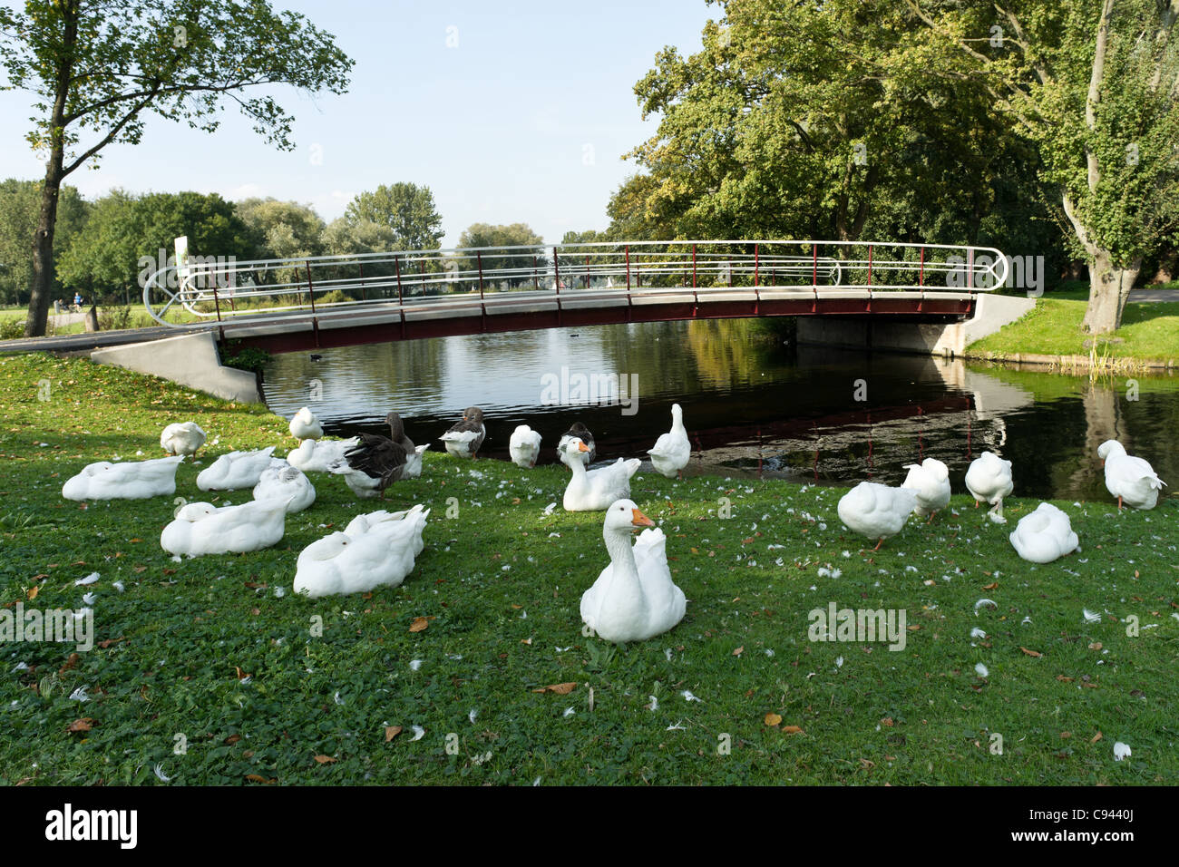 Oies blanches Banque D'Images