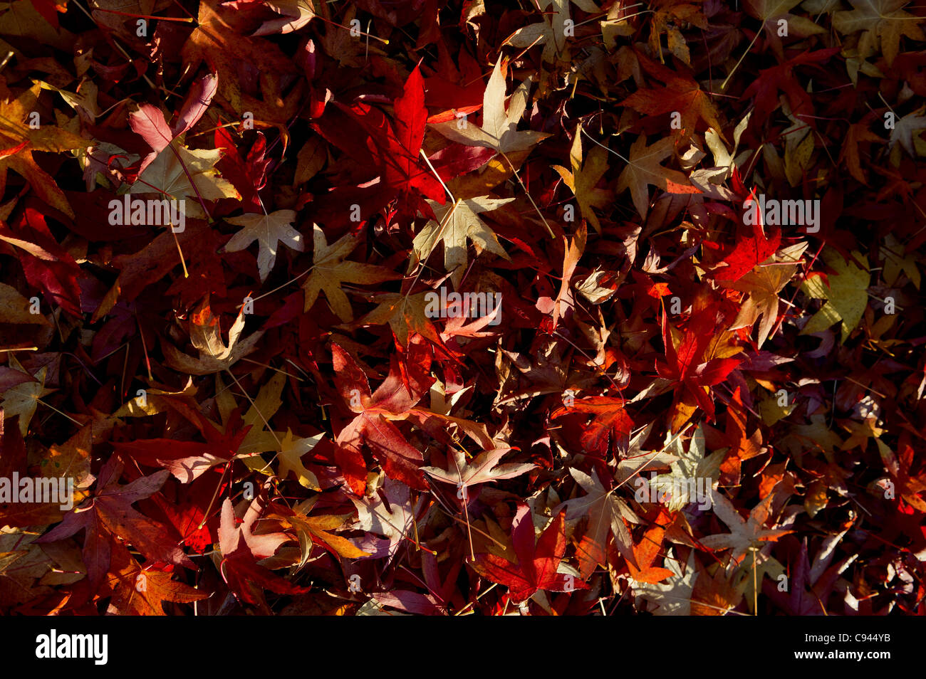 Acer feuilles en automne Banque D'Images