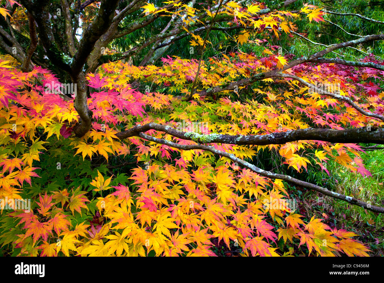 Acer arbres en automne leaf à Dyffryn Gardens, Vale of Glamorgan, Cardiff, Pays de Galles Banque D'Images