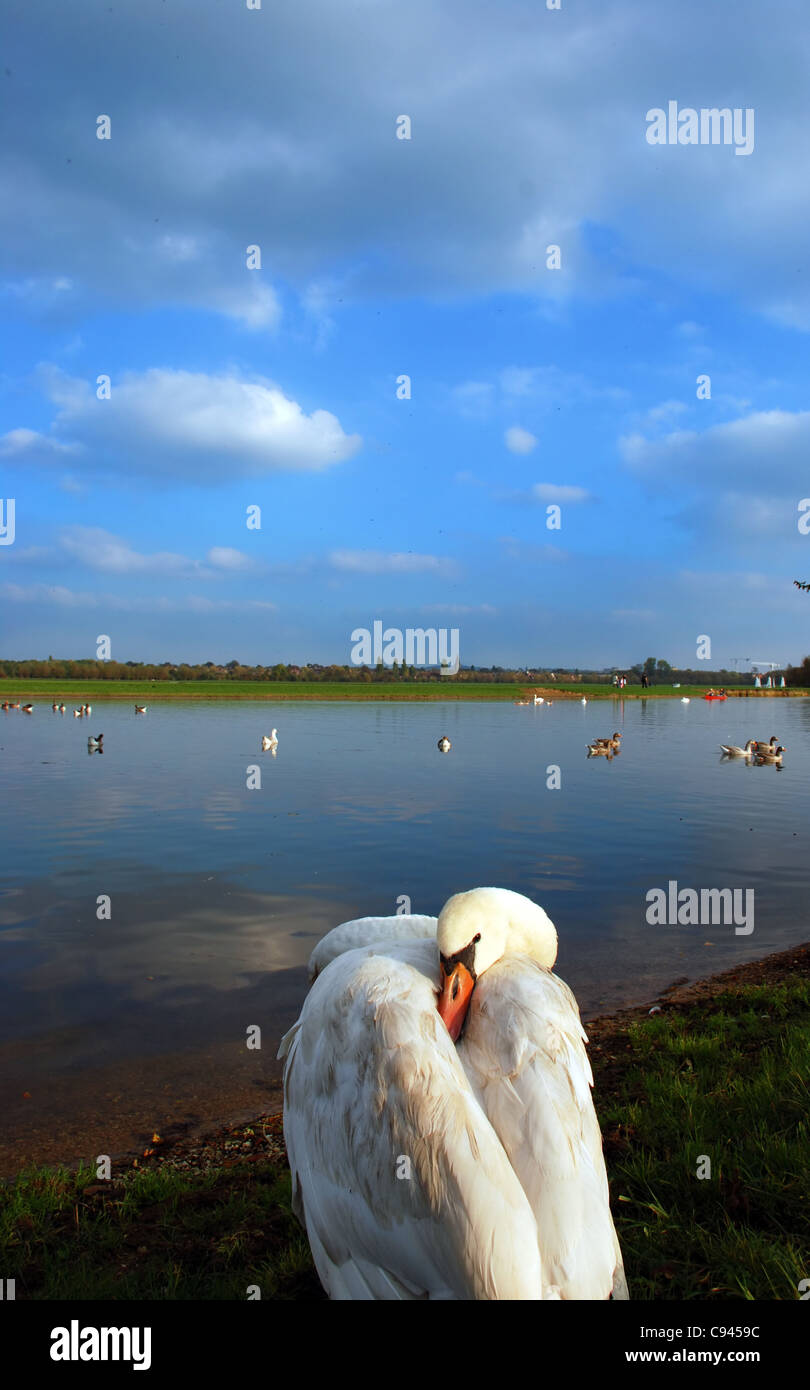 Swan Banque D'Images