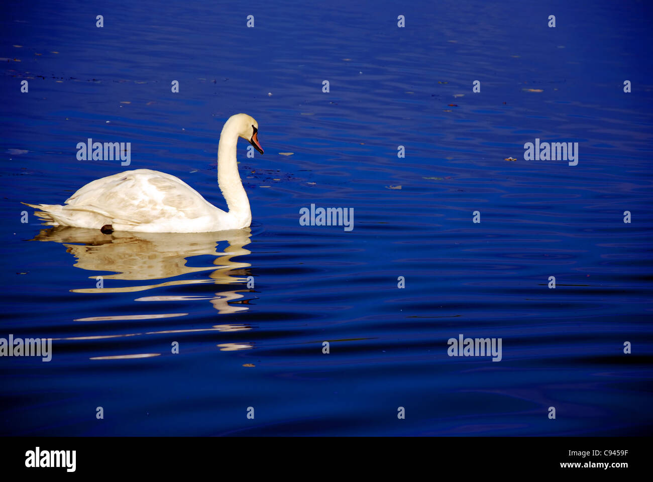 Swan Banque D'Images