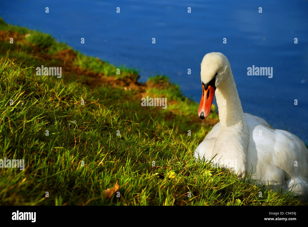 Swan Banque D'Images
