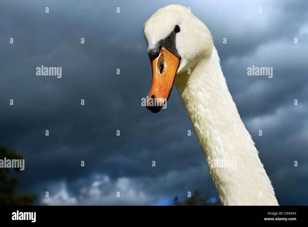 Swan Banque D'Images