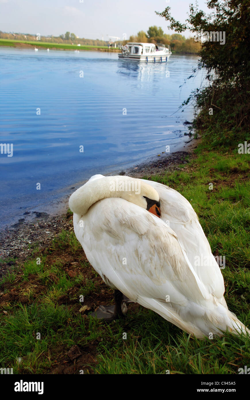 Swan Banque D'Images