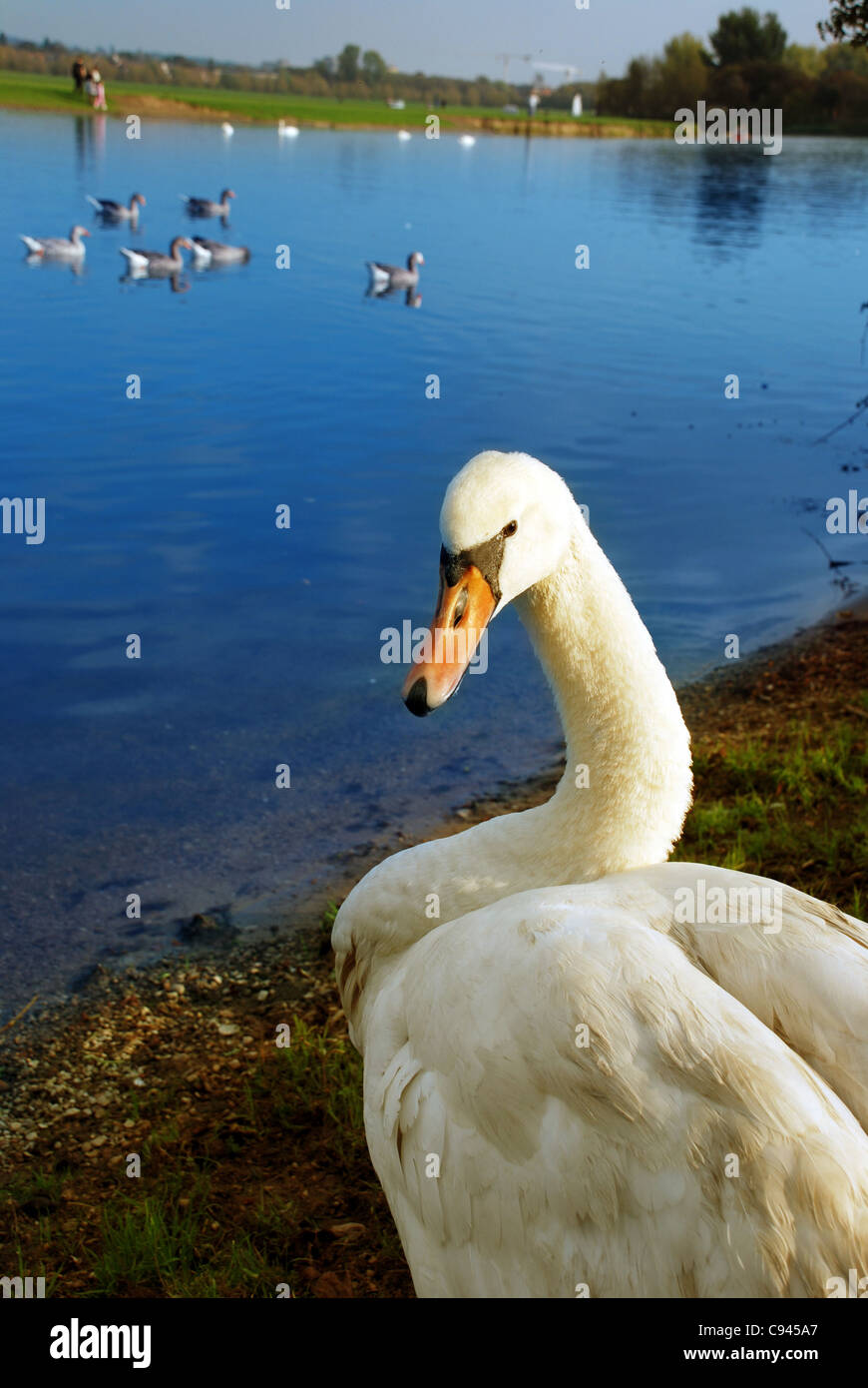 Swan Banque D'Images