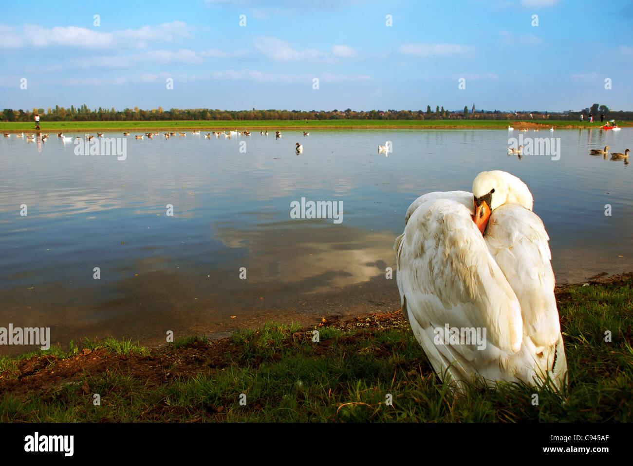 Swan Banque D'Images