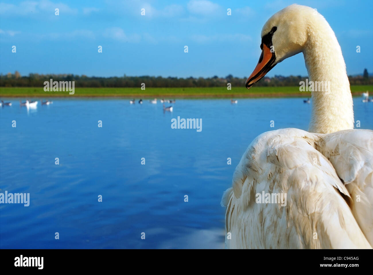 Swan Banque D'Images