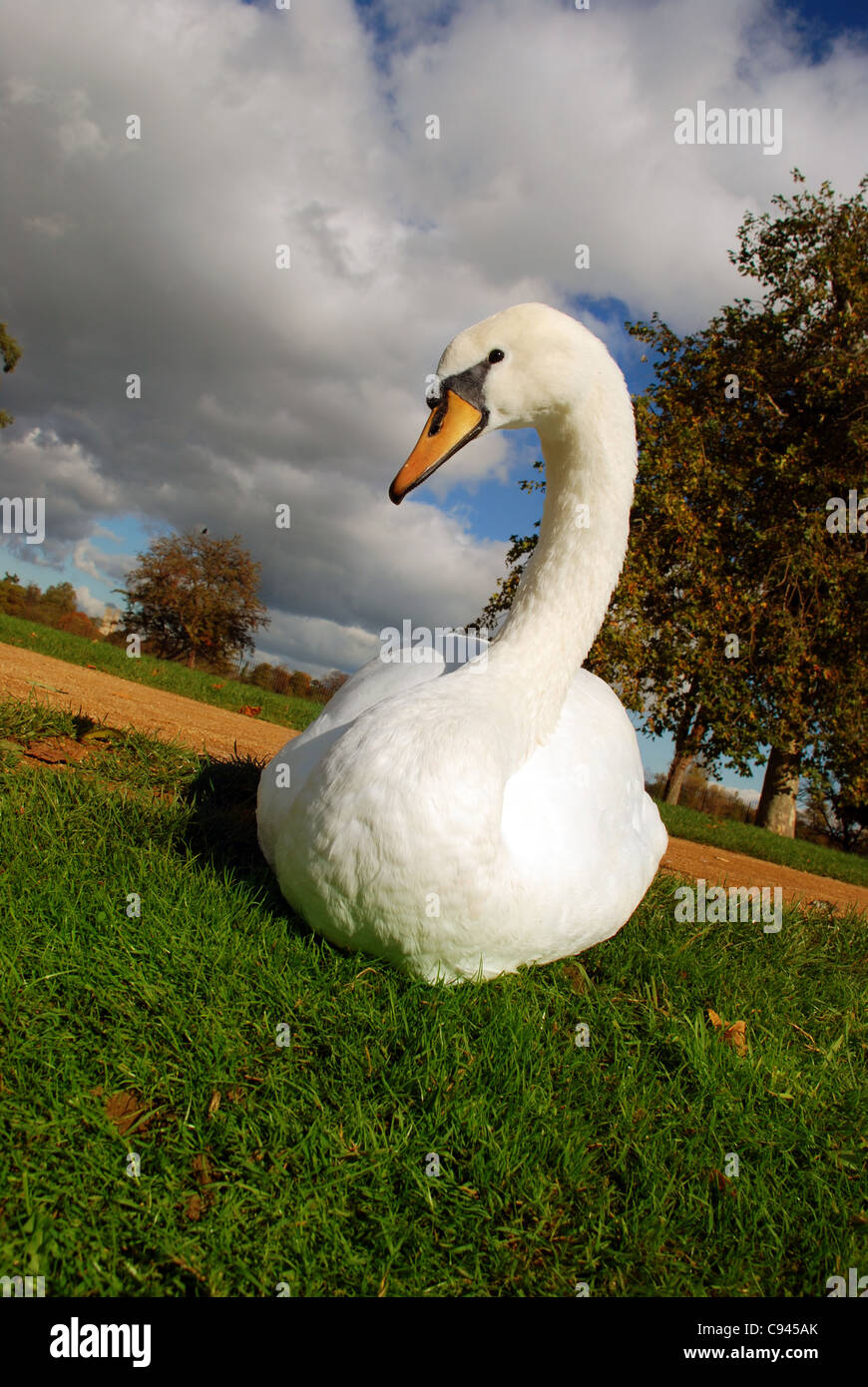 Swan Banque D'Images