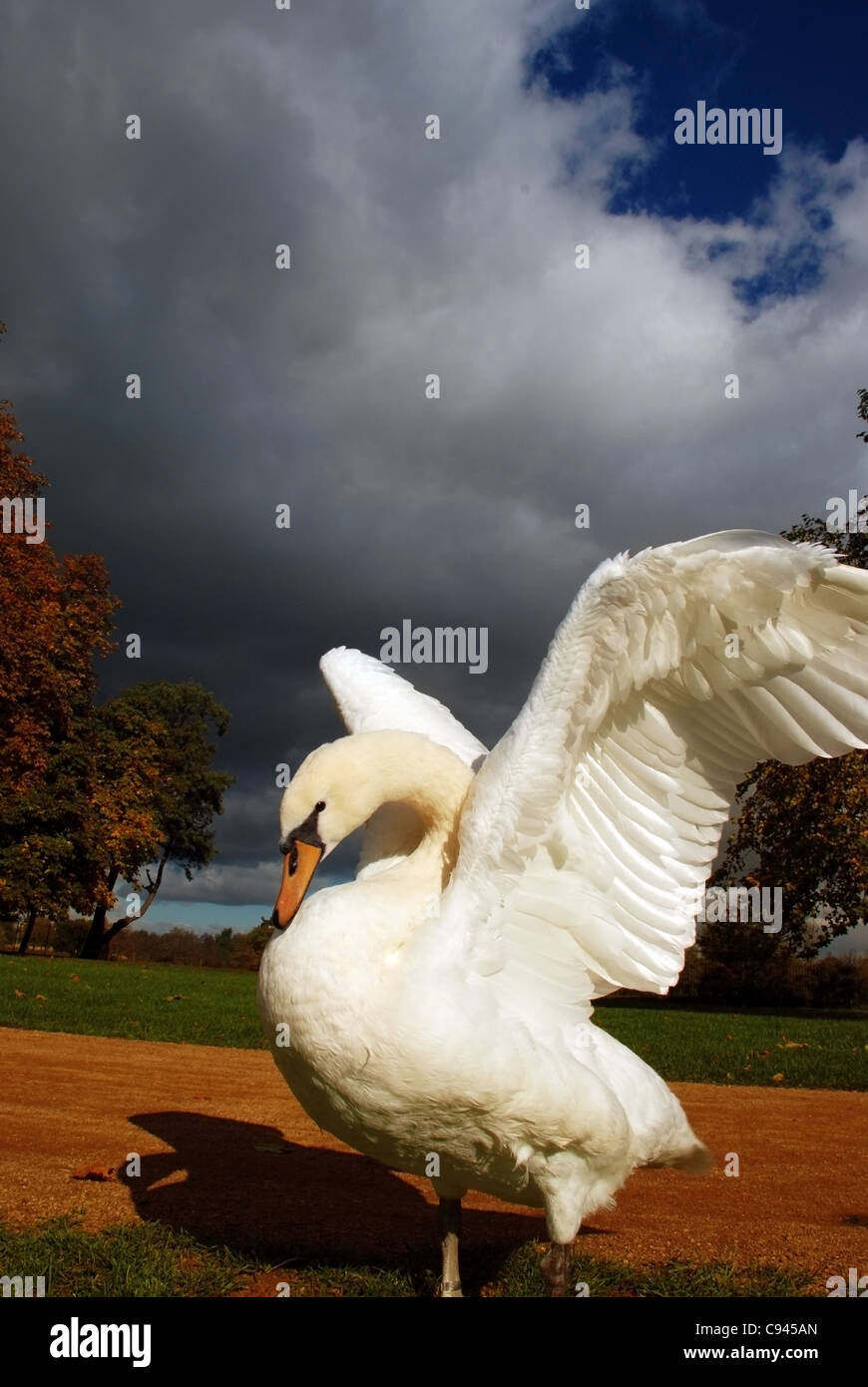 Swan Banque D'Images