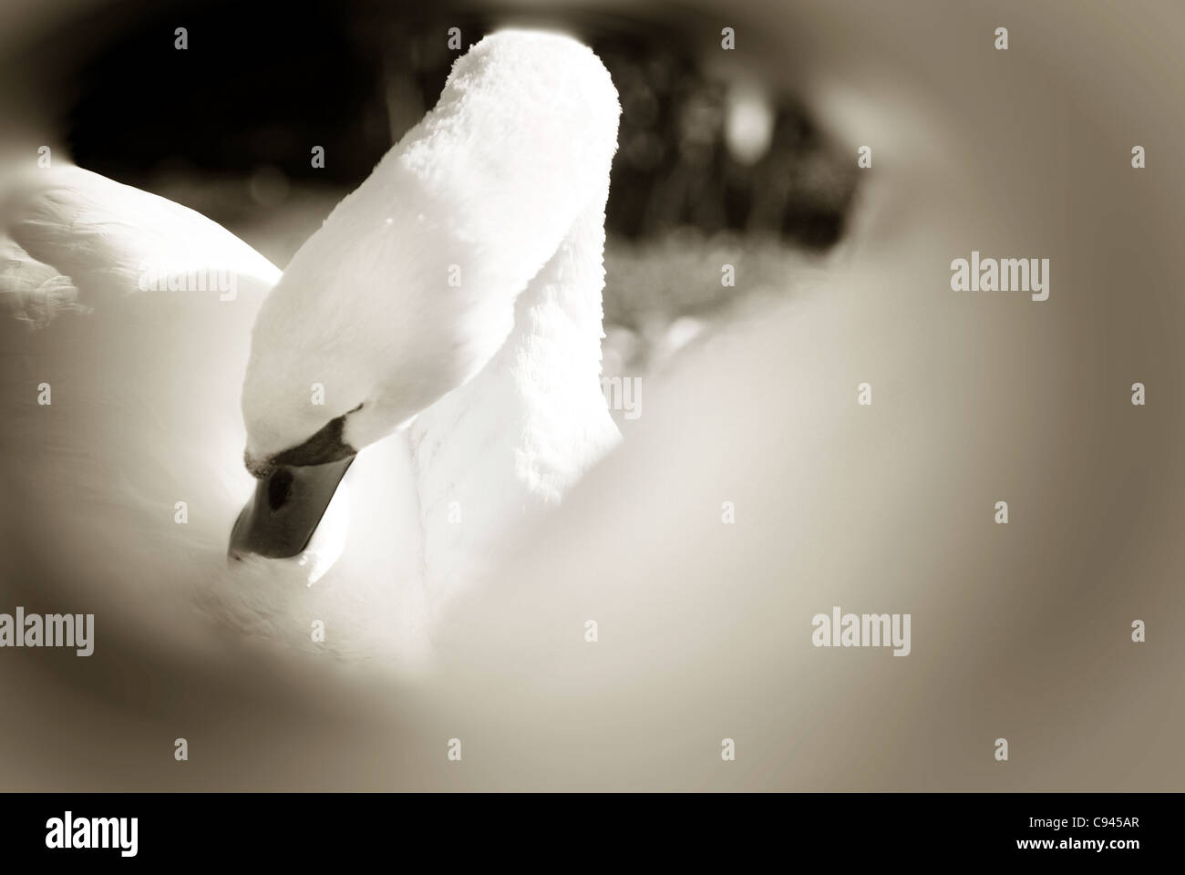 Swan Banque D'Images