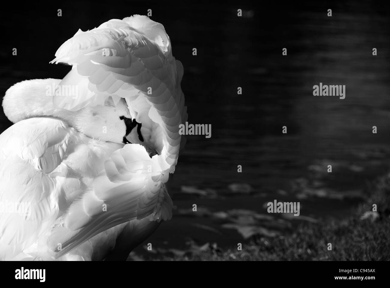 Swan Banque D'Images