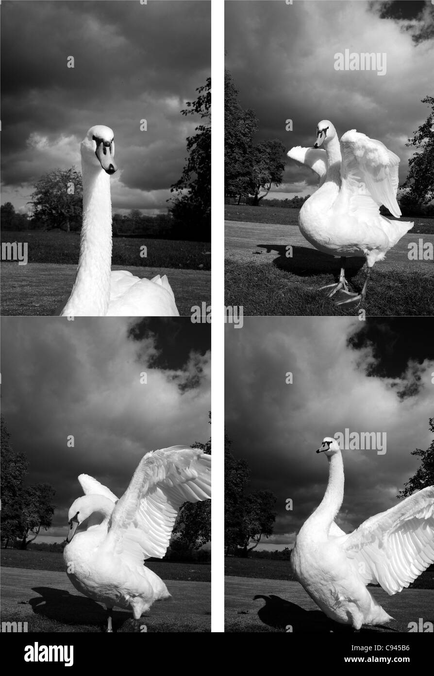 Swan Banque D'Images